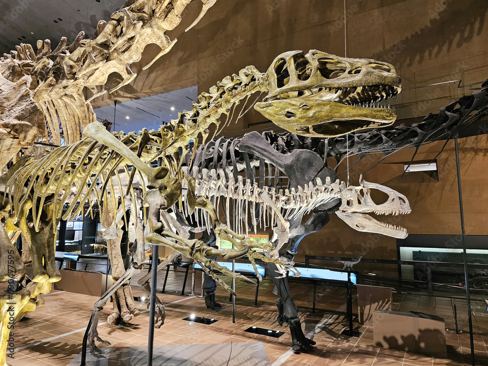 KITAKYUSHU, JAPAN - NOVEMBER 15, 2023: Raptor bones with shadow at ...