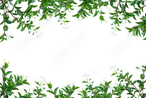 фотографія white flowers leaves frame isolated