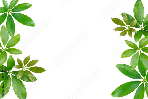 green leaves frame isolated