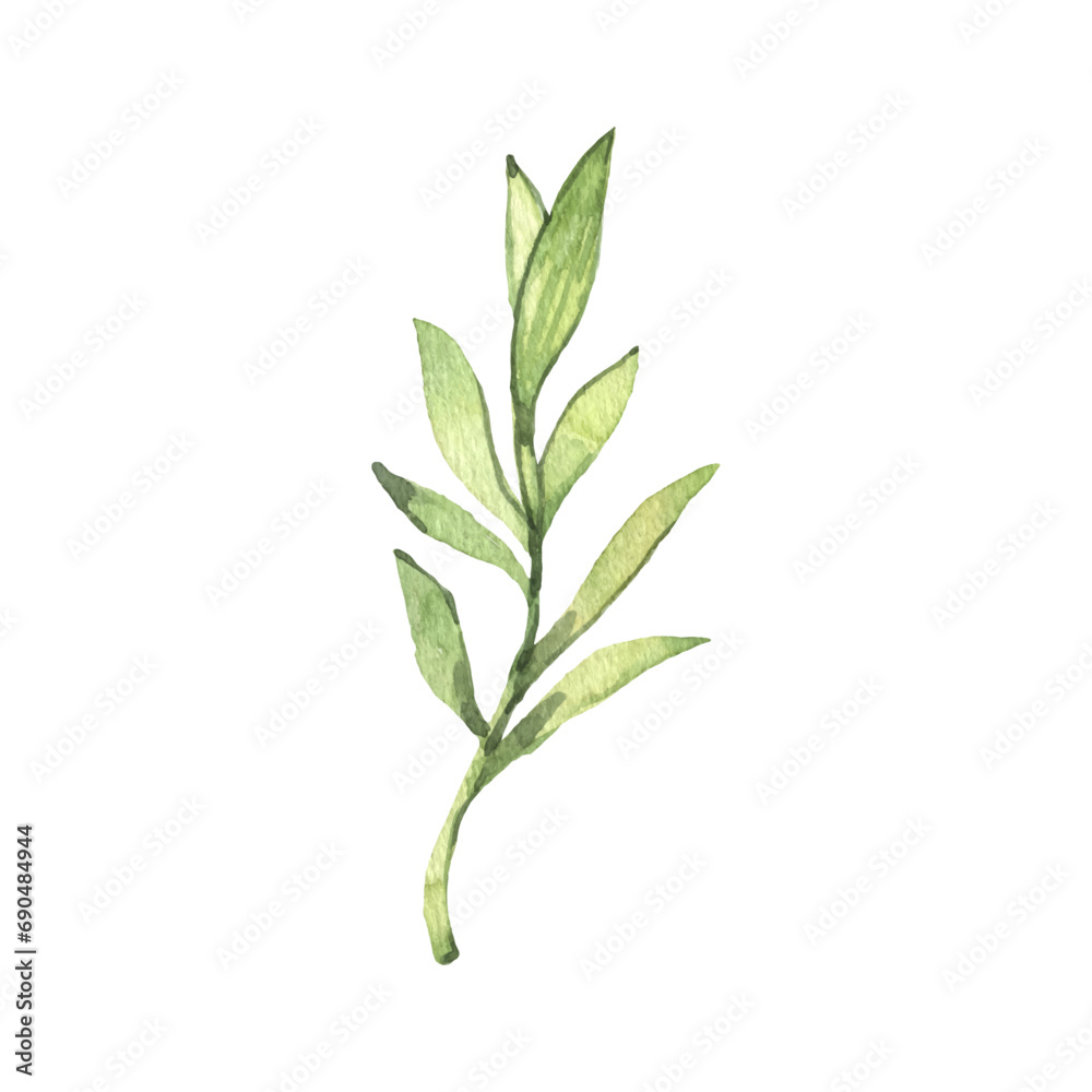 Vector branch with green leaves design element