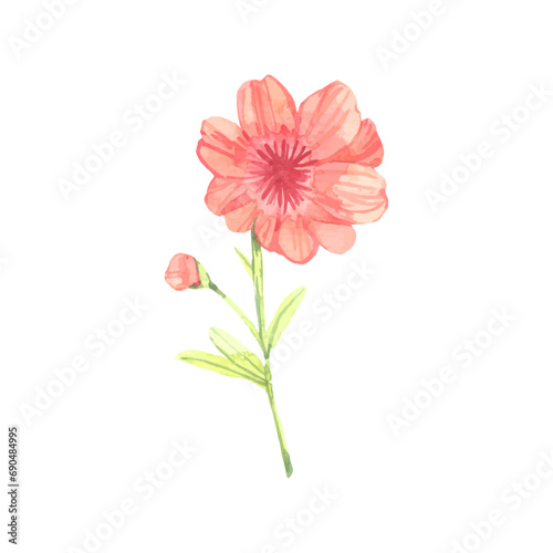 Vector hand drawn watercolor poppy flower © Nganhaycuoi