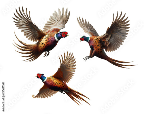 A set of Ring-necked Pheasants flying isolated on a transparent background