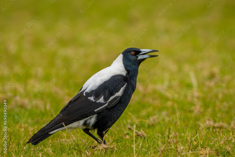 australian magpie australian magpie