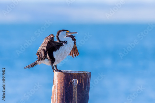 Australian pied cormorant