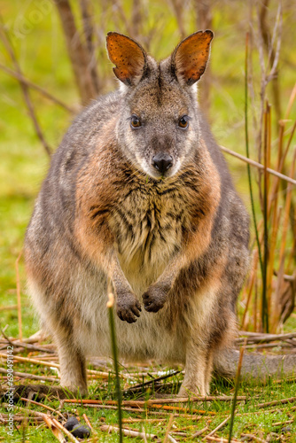 Tammar wallaby (Notamacropus eugenii) photo