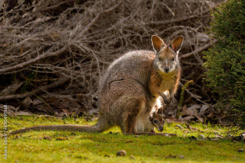 Tammar wallaby (Notamacropus eugenii) with baby in pouch Tammar wallaby (Notamacropus eugenii) with baby in pouch