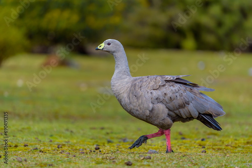 Cape Barren goose (Cereopsis novaehollandiae)