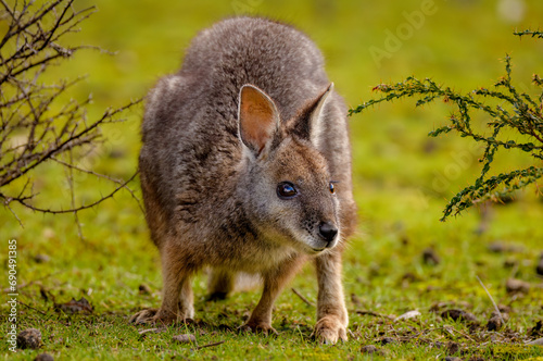 Tammar wallaby (Notamacropus eugenii) photo
