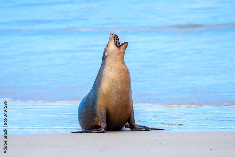 Naklejka premium Australian Sea Lion, Kangaroo Island, Australia