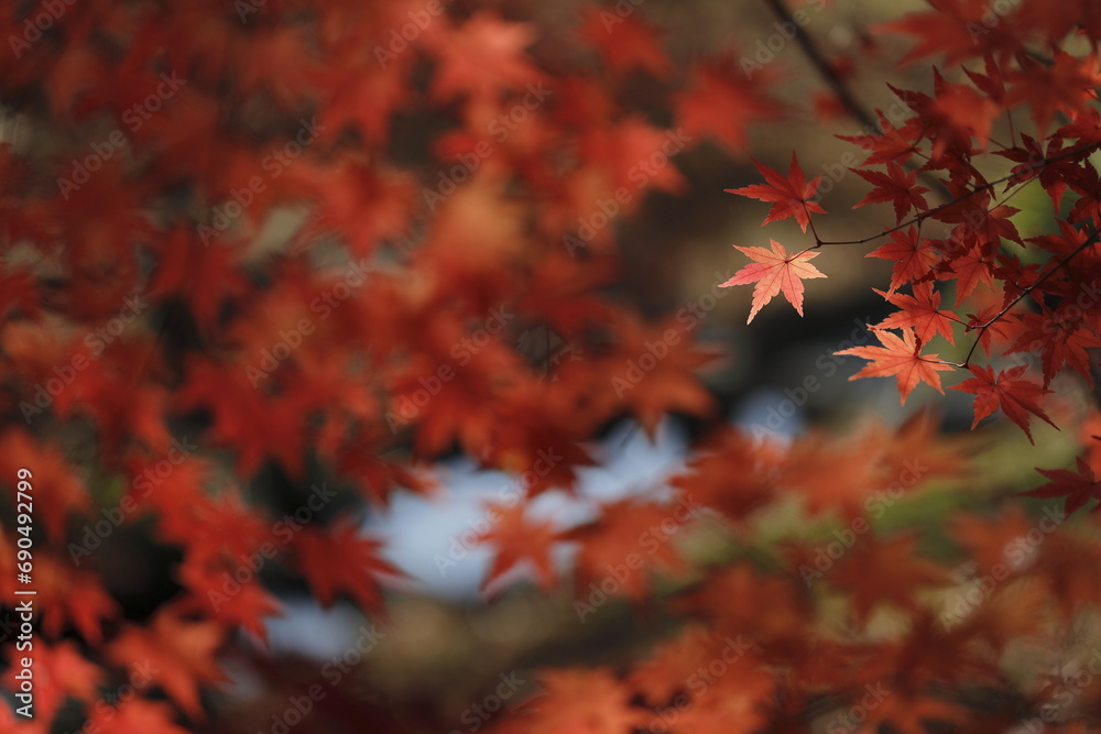 日本の秋の紅葉