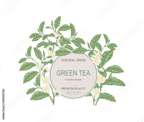 Round frame with tea plant. Hand drawn Camellia sinensis. Green tea leaves and flowers. Vector illustration botanical. Packaging elements.