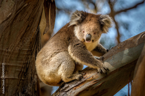 Canvas Print Koala, Hanson Bay Wildlife Sanctuary, Kangaroo Island