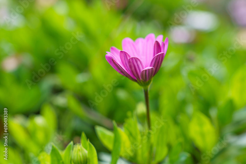 close-up of a beautiful pink daisy on an out-of-focus green grassy meadow