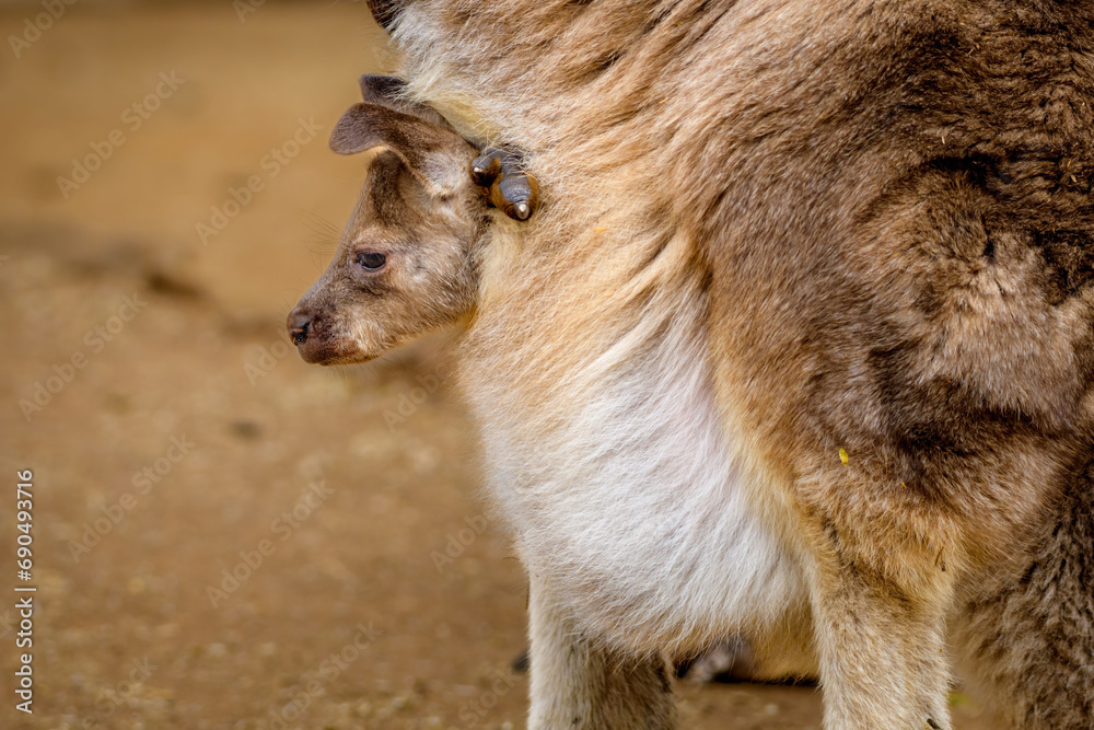 Eastern grey kangaroo baby in mother's pouch Eastern grey kangaroo baby in mother's pouch