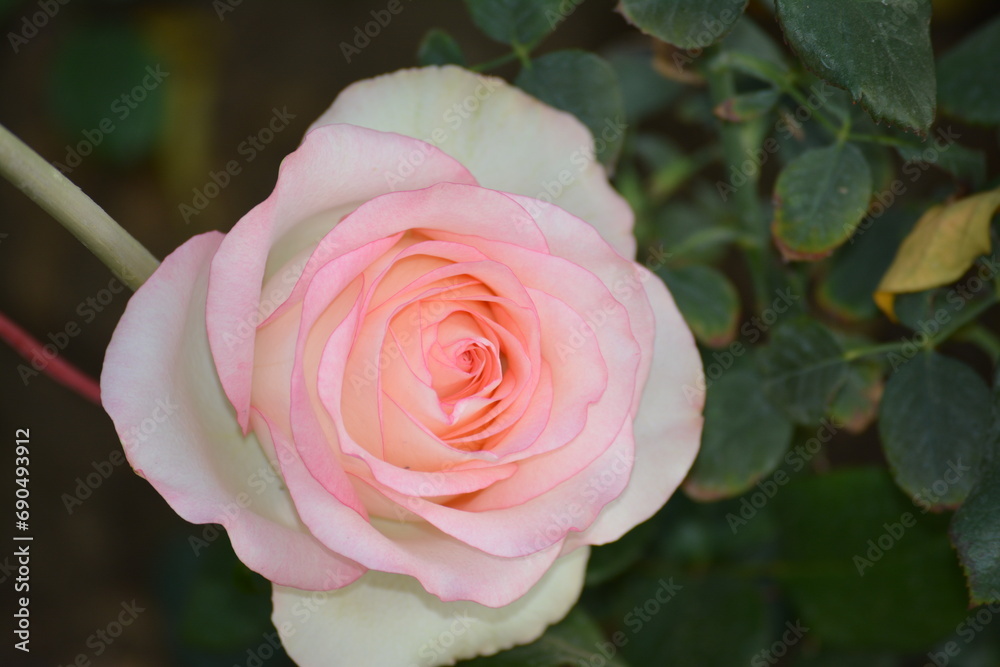 pink rose, rose, winter flowers, pink rose, rose, winter flowers,