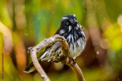 New Holland honeyeater (Phylidonyris novaehollandiae) photo