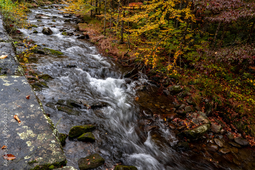 stream in the forest stream in the forest