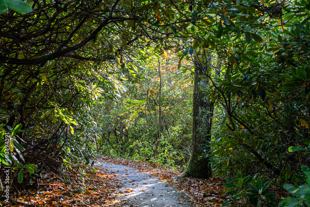 Obraz premium path in autumn forest