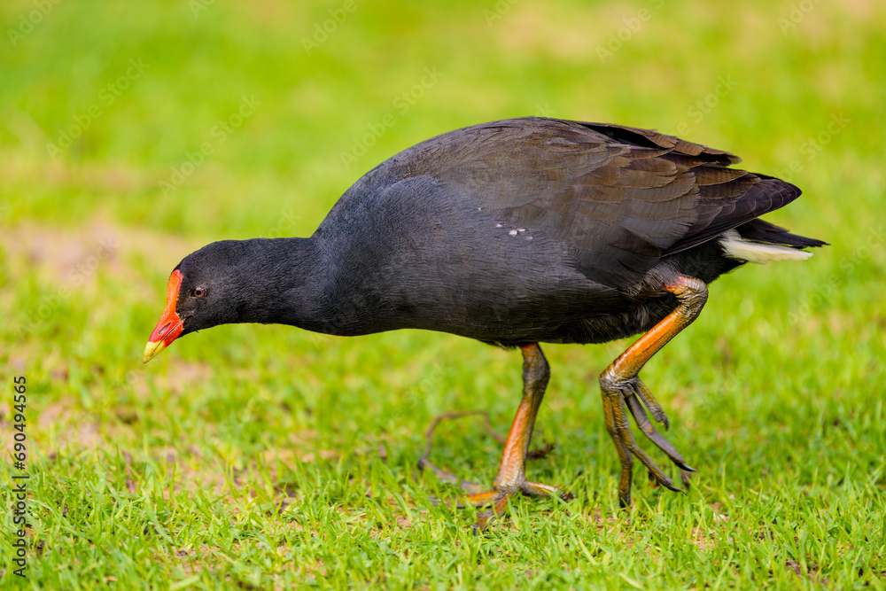 Dusky moorhen (Gallinula tenebrosa)