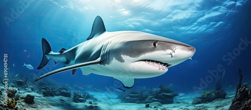 Shark species found in Bimini, Bahamas. © 2rogan