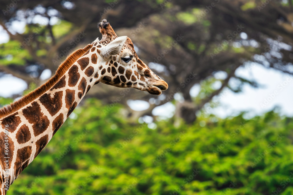 Fototapeta premium Reticulated giraffe, close-up, animal welfare concept