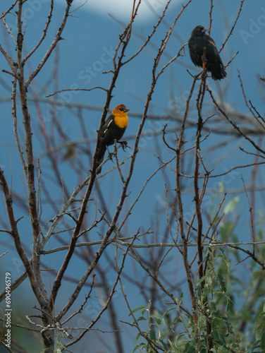 Yellow-headed and Brewer's Blackbirds in tree photo