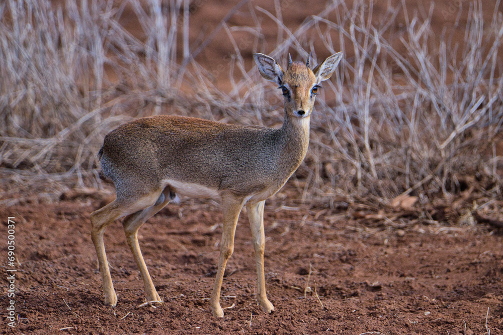 Antilopen im Nationalpark Tsavo Ost, Tsavo West und Amboseli in Kenia Antilopen im Nationalpark Tsavo Ost, Tsavo West und Amboseli in Kenia