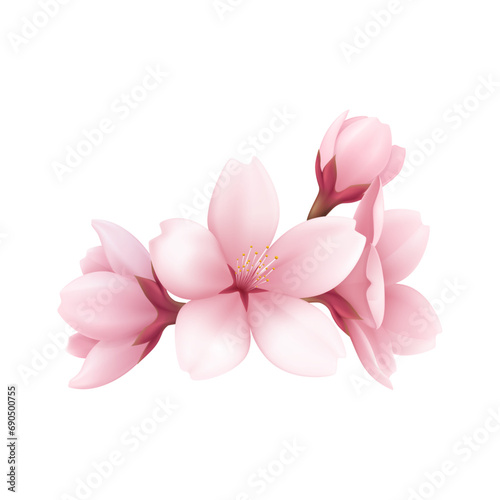 Vector realistic beautiful sakura branches flowers and petals illustration