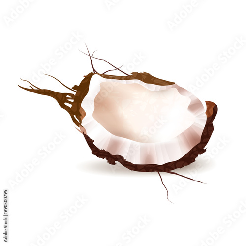 Vector realistic coconut illustration on white