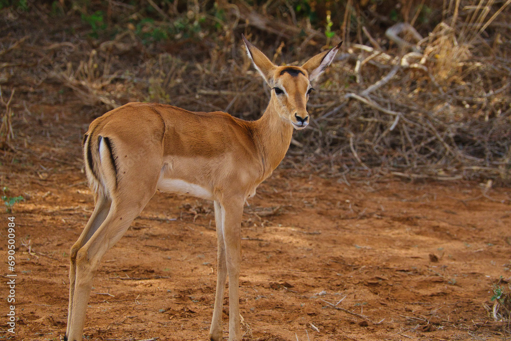 Antilopen im Nationalpark Tsavo Ost, Tsavo West und Amboseli in Kenia Antilopen im Nationalpark Tsavo Ost, Tsavo West und Amboseli in Kenia