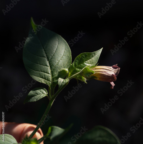 Flowers of Atropa belladonna, commonly known as belladonna or deadly nightshade.
