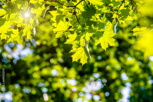 Green nature background with maple leaves 