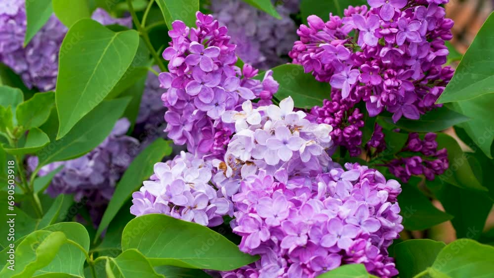 Beautiful lilac blossoming in bright sunlights. Tranquil view of charming violet flowers swaying on wind. Calm lilac branch on warm spring day. Floral concept