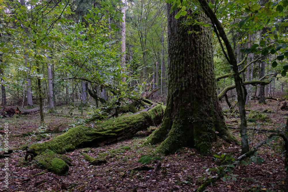 Fototapeta premium Morning in autumnal forest