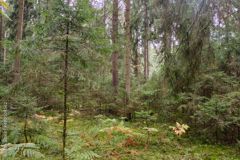 Fototapeta premium Autumnal coniferoustree stand with moss and broken trees