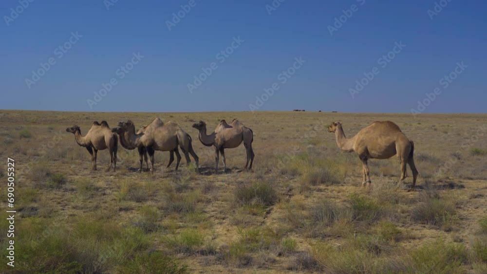 Domestic camels in the desert of Kazakhstan Domestic camels in the desert of Kazakhstan