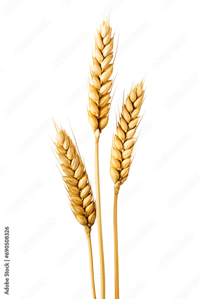 Ripe ears of wheat Ripe ears of wheat