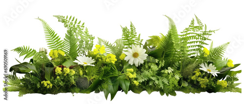 ferns and flowers isolated on transparent background photo