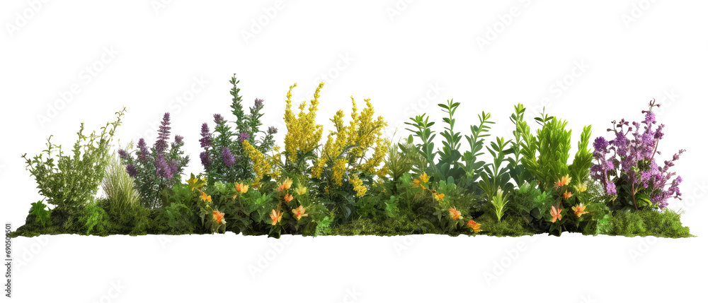 beautiful greenery and shrubbery, with small colorful flowers isolated on transparent background - obrazy, fototapety, plakaty 