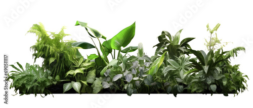 plants on the ground in the image variety isolated on transparent background