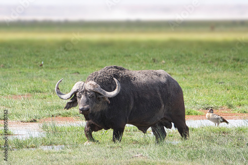 Büffel im Nationalpark Tsavo Ost, Amboseli, Samburu, Nakuru, und Tsavo West in Kenia © Mit *HPS* auf Reisen