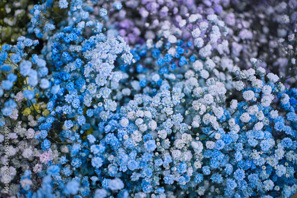 Gypsophila cauliflower, vibrant bouquet of small blue, pink, and white flowers, densely packed in full bloom, Close-up Gypsophila cauliflower, vibrant bouquet of small blue, pink, and white flowers, densely packed in full bloom, Close-up