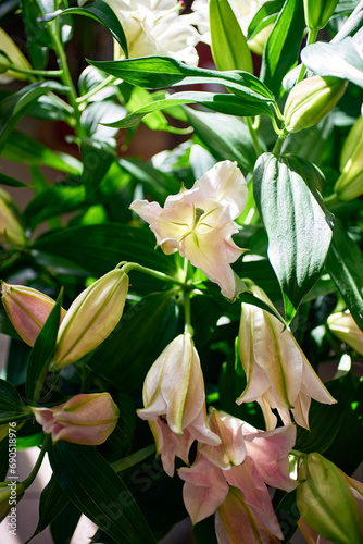 vibrant pink and white lily in a serene garden setting, bathed in dappled sunlight filtering through the lush green leaves