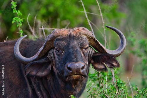 Büffel im Nationalpark Tsavo Ost, Amboseli, Samburu, Nakuru, und Tsavo West in Kenia