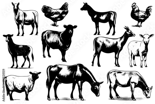 Set Farm animals. Vector sketches hand drawn illustration background. Advertising and design of flyers, booklets. Linear art style. photo