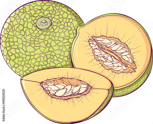 Color ripe melon whole, slices and half with seeds. Still life of summer fruits close up. Vector illustration in cartoon style isolated on white. Natural and healthy food