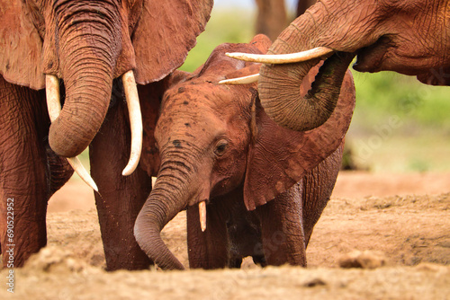 Elefanten im Nationalpark Amboseli,  Tsavo Ost und Tsavo West in Kenia photo