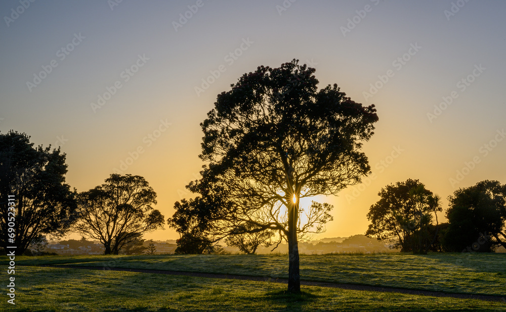Naklejka premium Pohutukawa trees at sunrise. Sunbeam starburst shining through the tree branches. Auckland.
