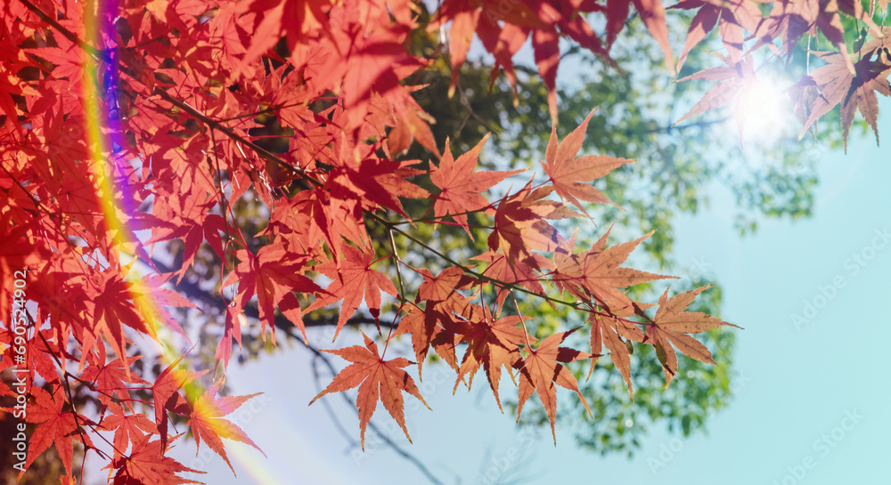 秋の山林の背景　濃い赤と黄色とオレンジに色づいた美しい紅葉の木々の葉と日の光の木漏れ日のレンズフレアとゴースト　楓・モミジ・アウトドア・行楽・旅行