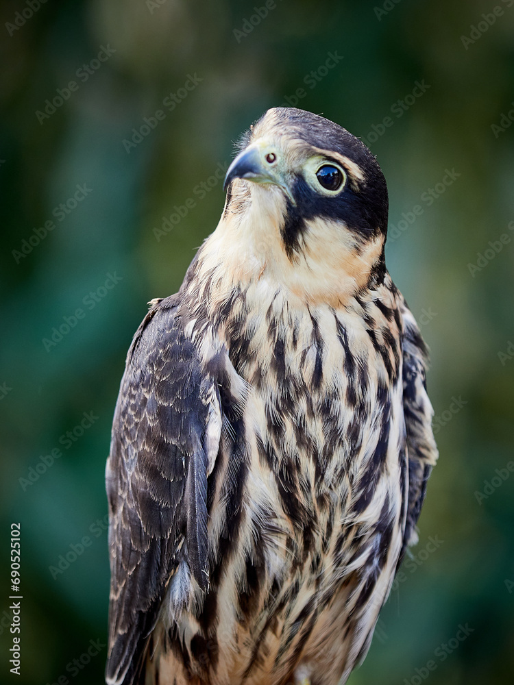 Falcon hobby. A small bird of prey from the falcon family Falcon hobby. A small bird of prey from the falcon family